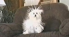 static dog