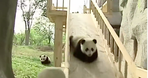 Panda Video Youtube