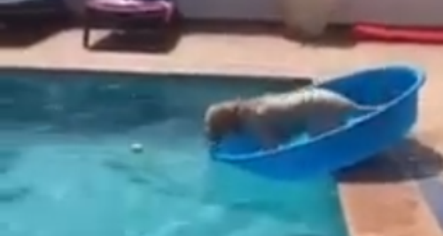 dog video