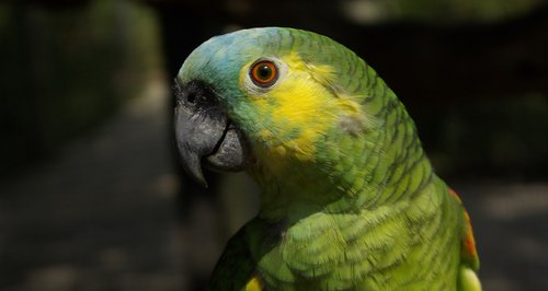 parrot